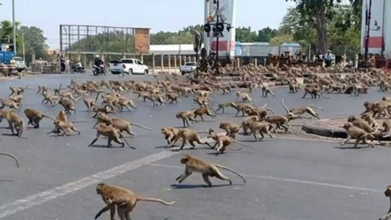 VIDEO: Monos hambrientos por el coronavirus invaden Tailandia