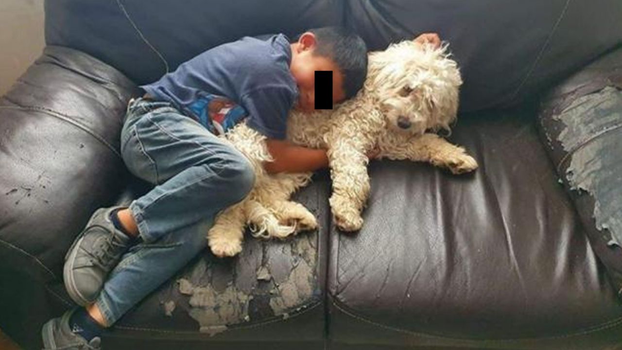 Niño se reencuentra con su perro perdido gracias a redes sociales