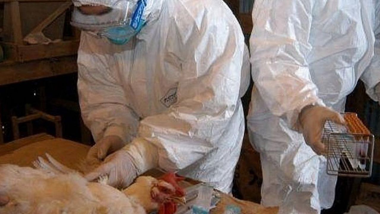 En medio del temor por el coronavirus, surge en Filipinas la gripe aviar H5N6