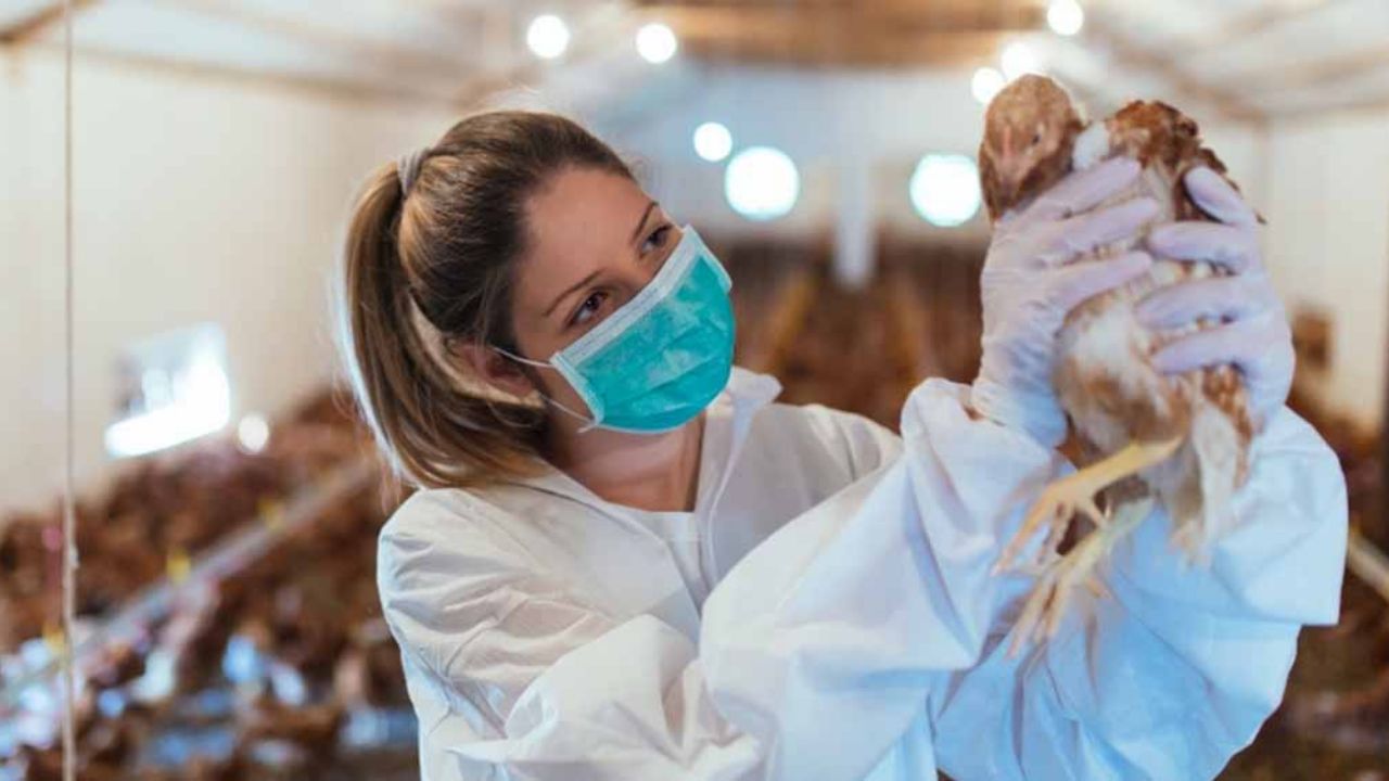 ¿Qué es la gripe aviar H5N6 detectada en Filipinas y cuántos casos van?