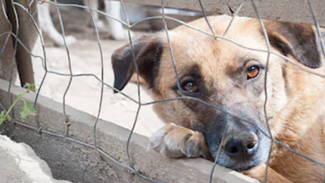 Perrita consigue un hogar: vivió 7 años dentro de un refugio de animales