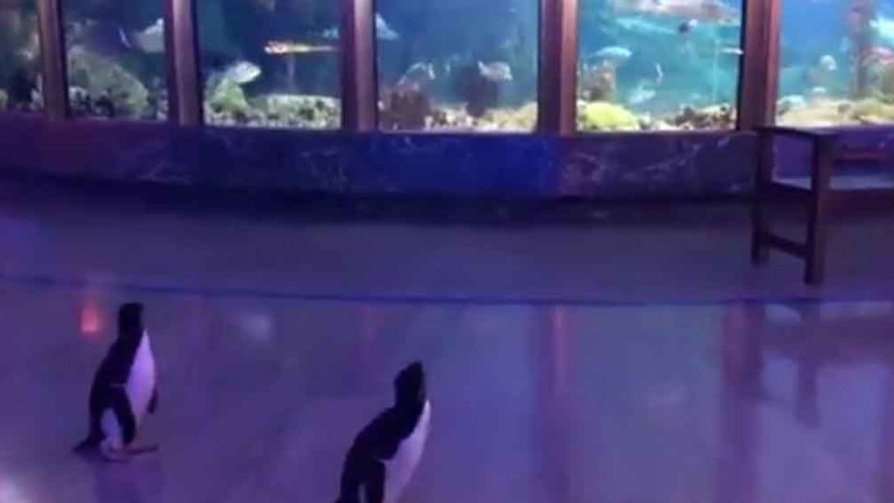 “Gorditos y bonitos”: Pingüinos pasean por acuario tras cierre por Covid-19