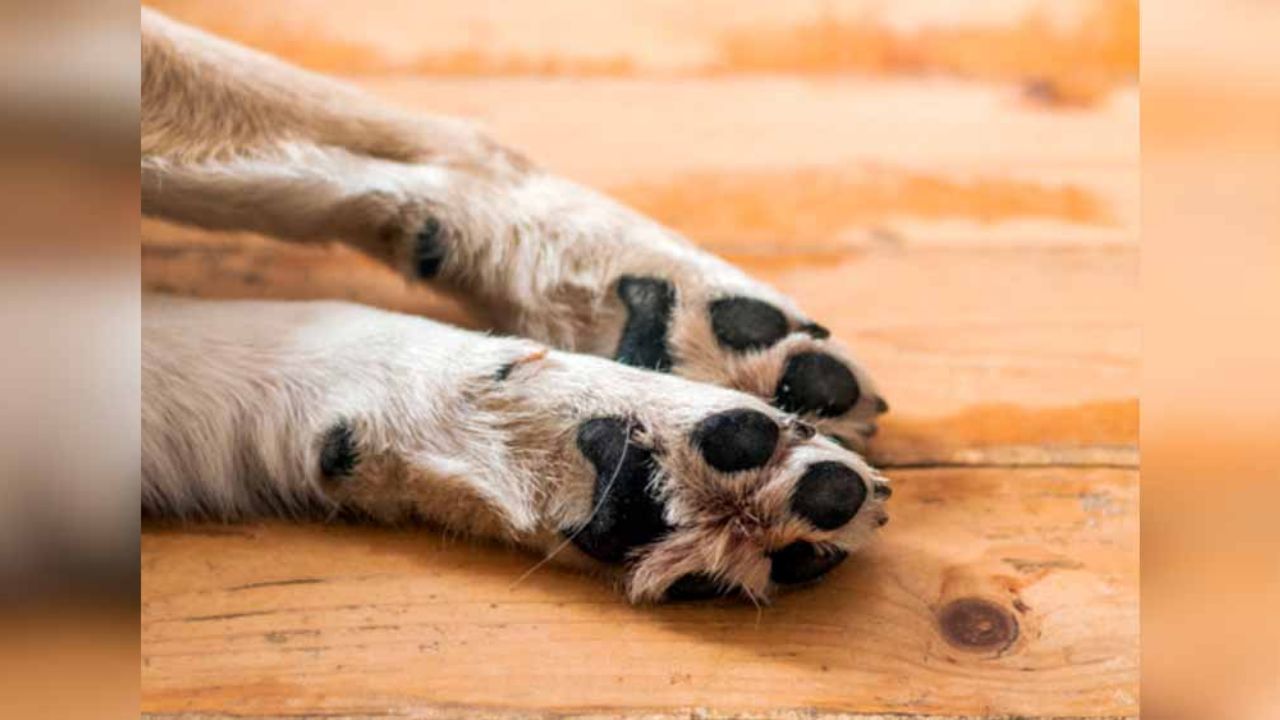 Tras ser dado de alta, muere el primer perro diagnosticado con coronavirus