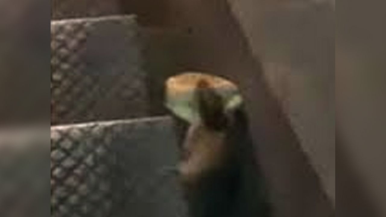 VIDEO: Rata es la sensación de Internet tras robar hamburguesa y huir en NY