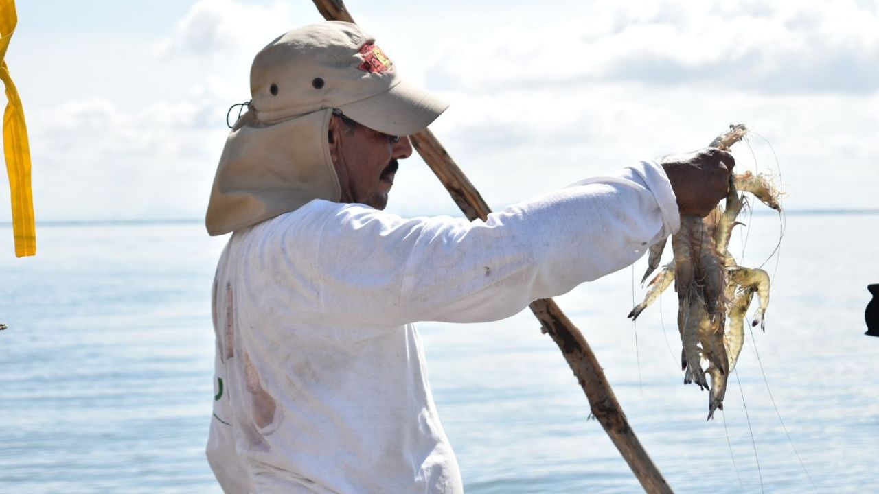 Pescadores de Sinaloa cierra temporada de camarón con excelentes cifras