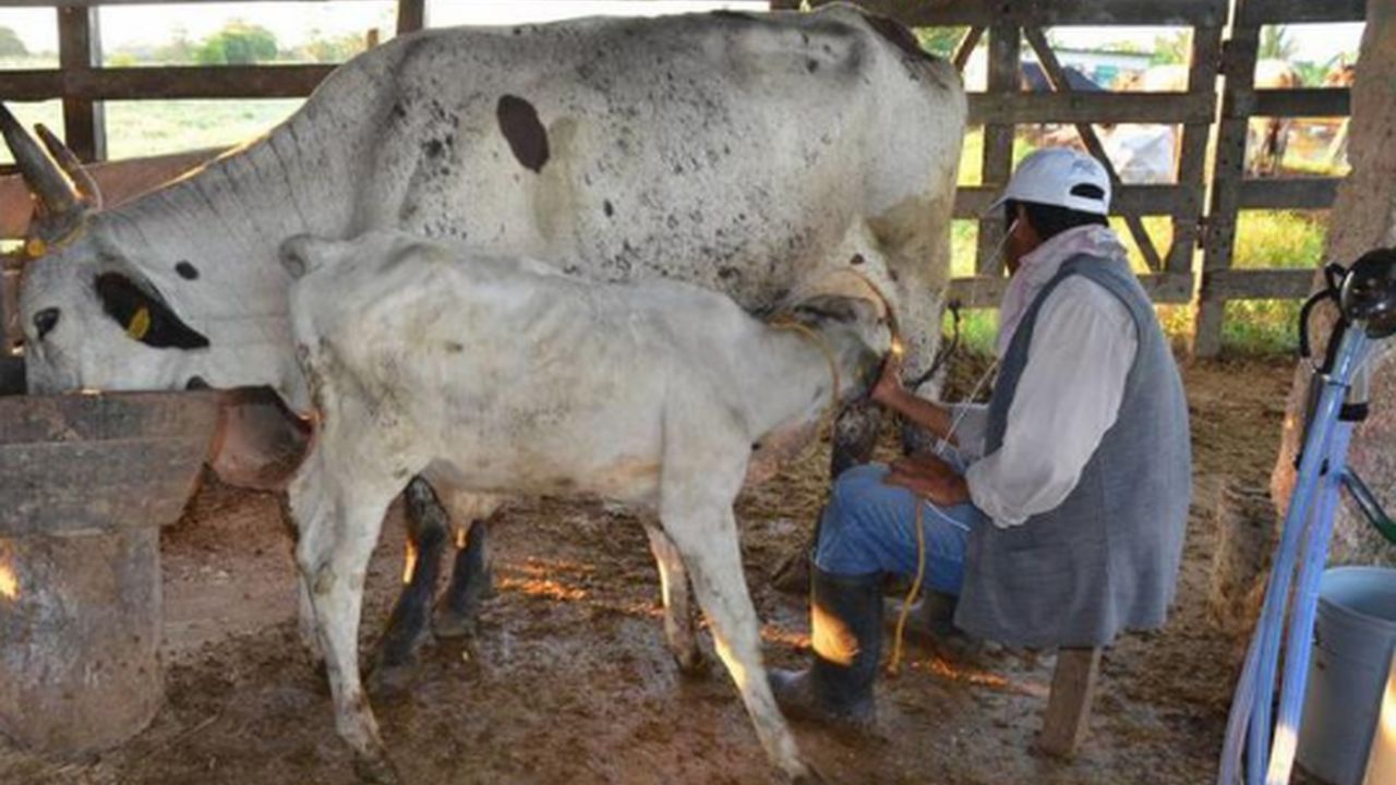 Gobierno de Tabasco y FIRA buscan un reforzamiento en el sector lechero