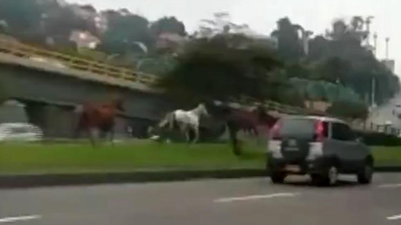 VIDEO: Caballos se escapan y deciden dar un paseo por calles de Bogotá