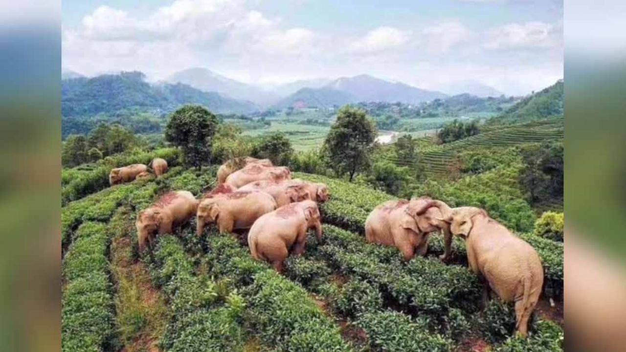 ¡Aprovechan la cuarentena! Elefantes se embriagan al beber licor de maíz en aldea