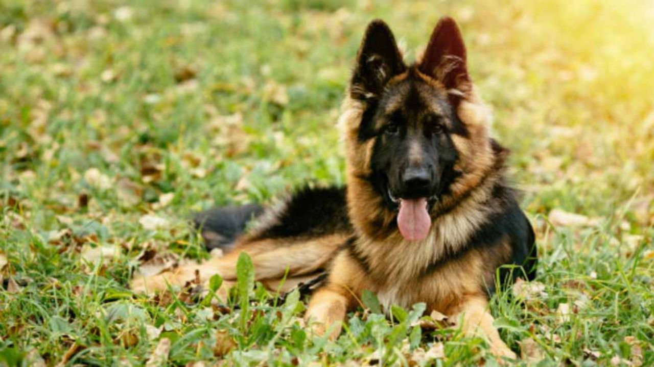 Segundo perro contrae coronavirus en Hong Kong; su dueño está infectado