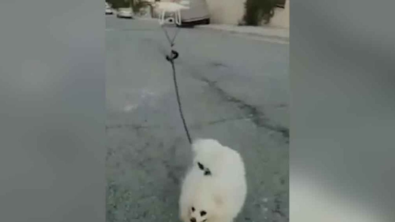Por cuarentena, hombre saca a pasear a su perro por medio de un dron