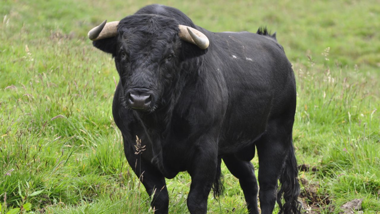 VIDEO: Toro se escapa y por poco mata a su dueño, luego de intentar atraparlo