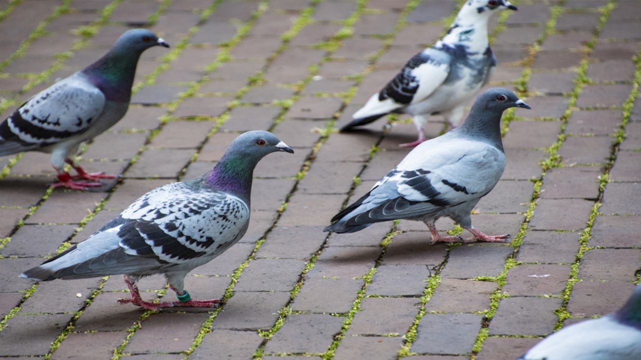 VIDEO: Palomas acosan a mujer en la calle para que les den de comer