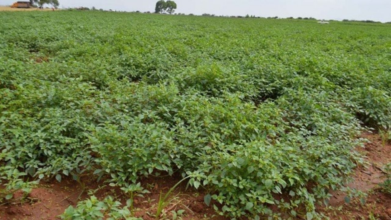 Sector agrícola de Huatabampo espera desplome de precio del tomatillo