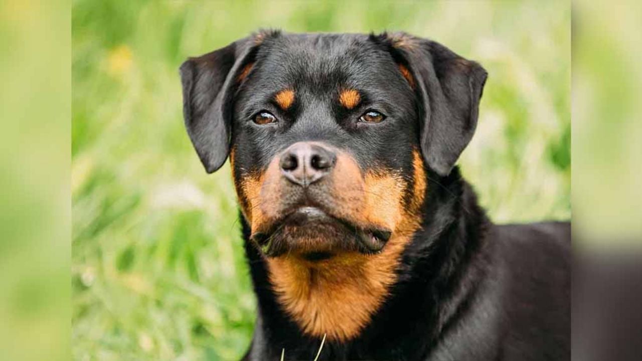 Salvaje ataque: Niño de 8 años muere tras ser agredido por varios perros
