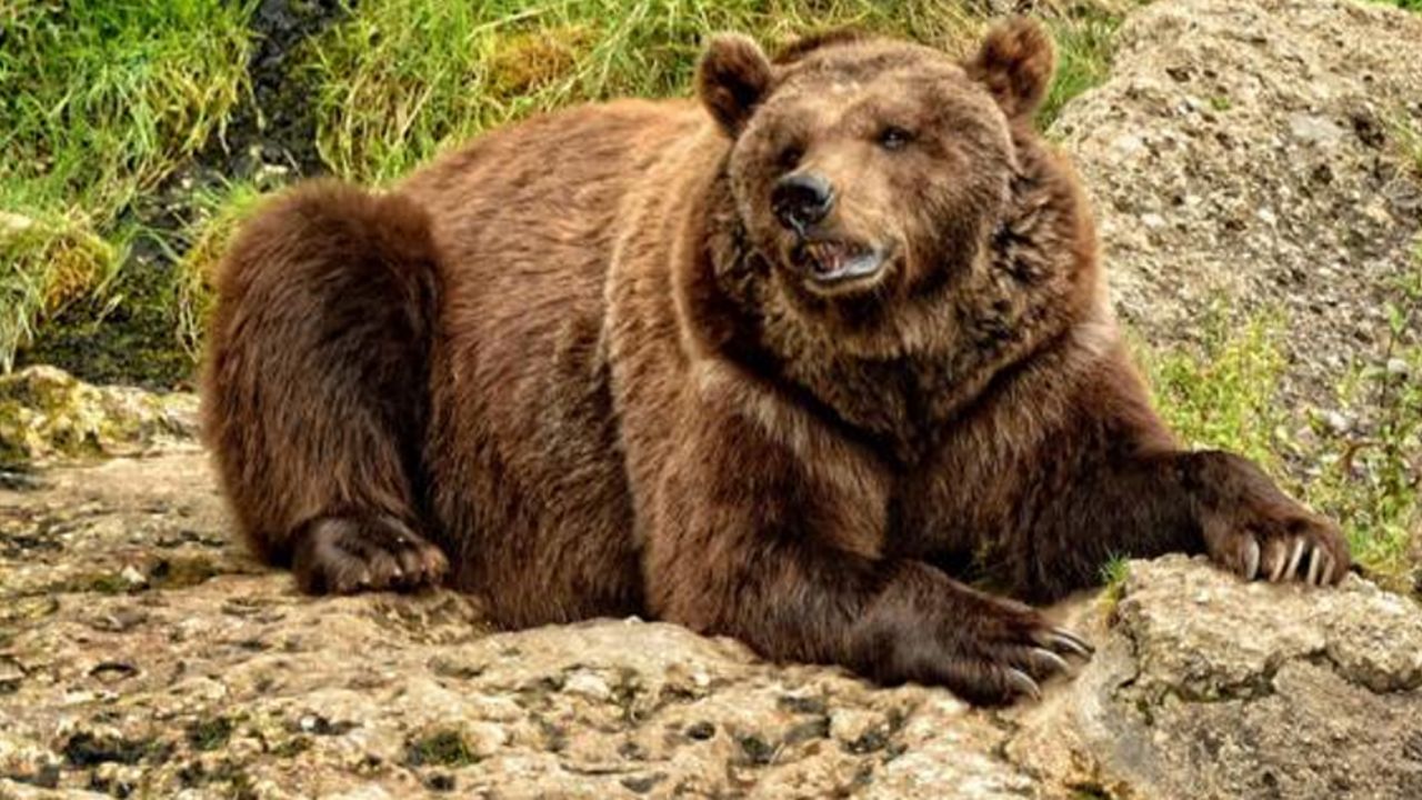 Oso se aprovecha de la cuarentena en España para buscar comida en la ciudad