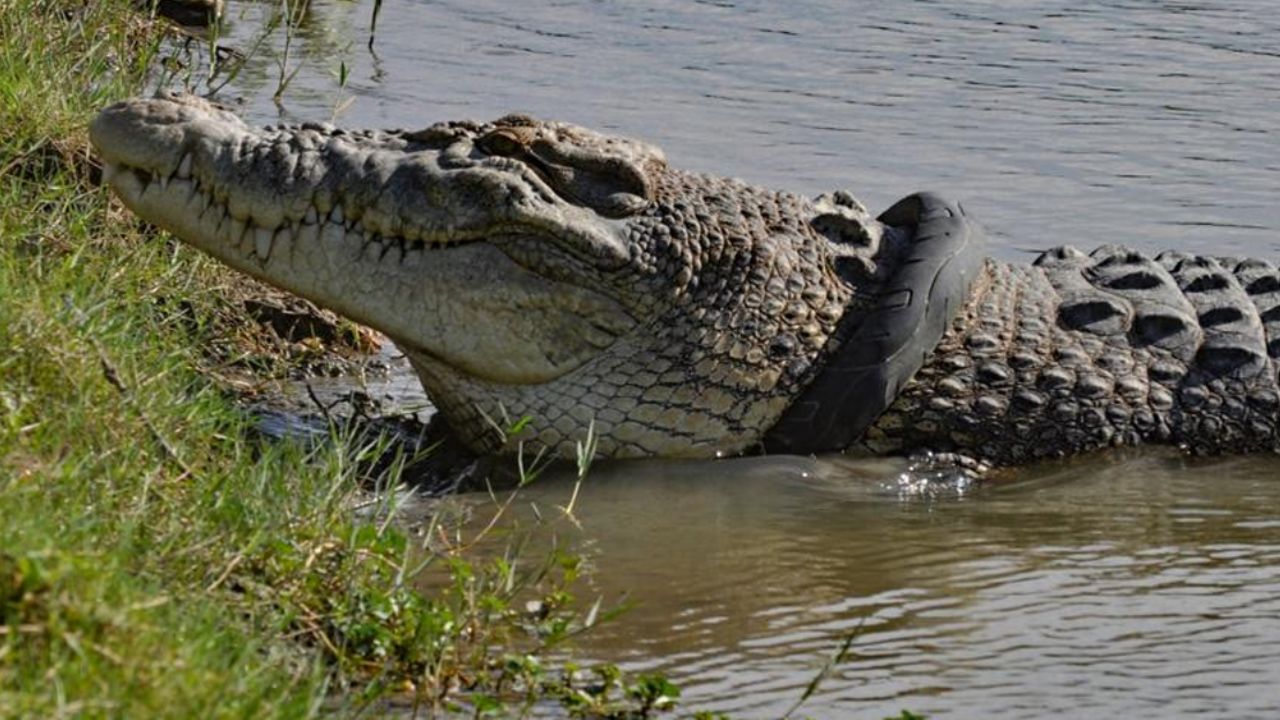VIDEO: Mujer de edad avanzada es atacada por un cocodrilo al entrar al río