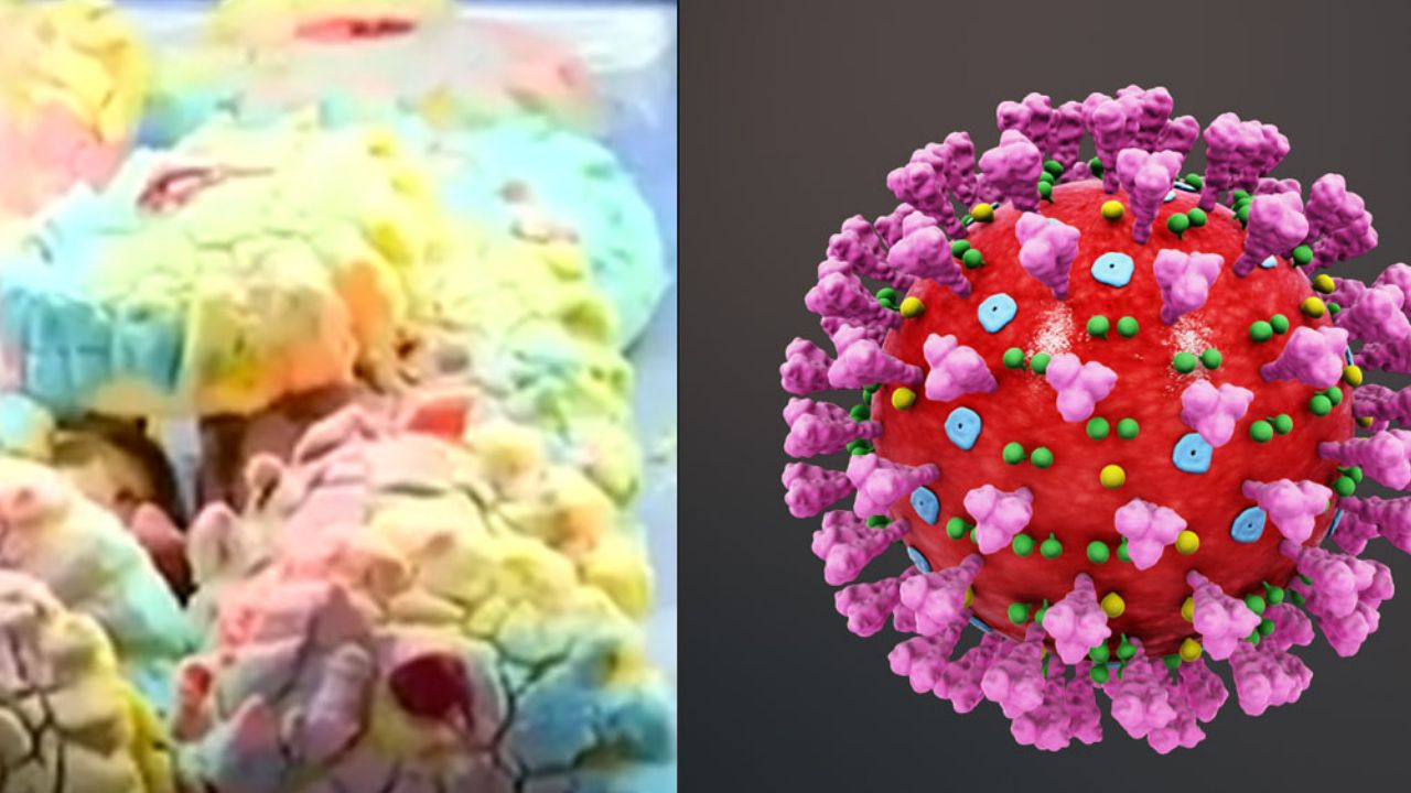 “Las penas con pan son buenas”: Llega la conchavirus ante crisis por Covid-19