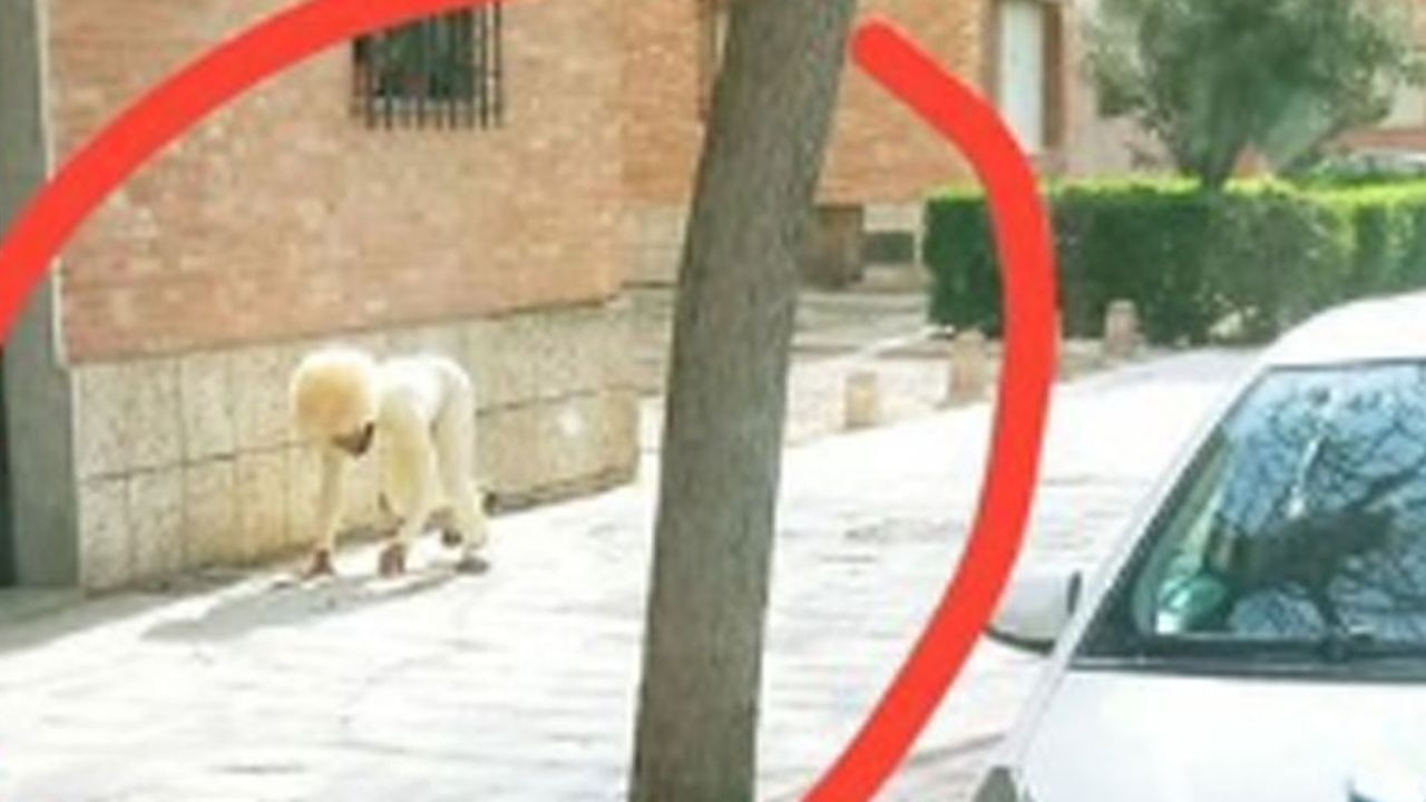 Hombre se disfraza de perro para salir por coronavirus y se hace viral