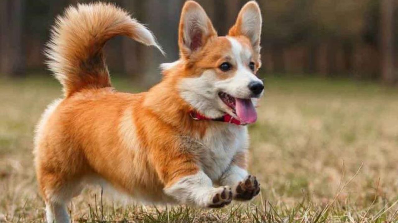 VIRAL: Creen que su perro está muerto pero al acercarse ¡quedan impactados!