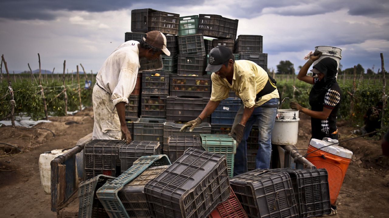 Mano de obra agrícola peligra en el valle del Yaqui por miedo al covid-19