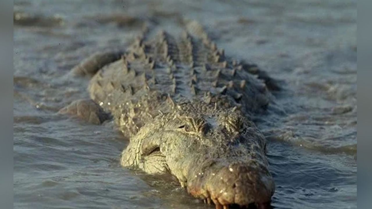 Hombre rompe la cuarentena por Covid-19 y termina devorado por un cocodrilo