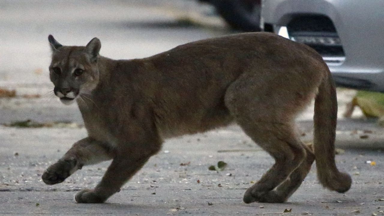 VIDEO: Puma se apodera de las calles durante la cuarentena por Covid-19