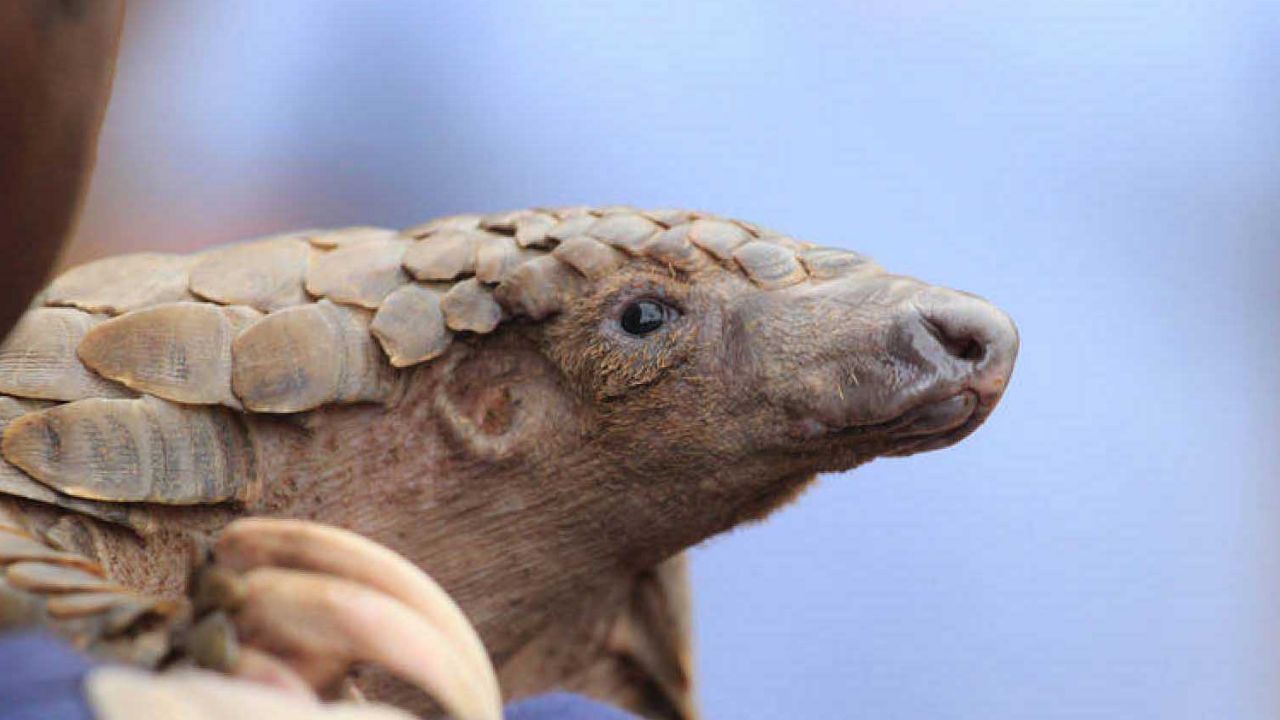 Nuevos estudios apuntan al pangolín como el propagador del coroanvirus