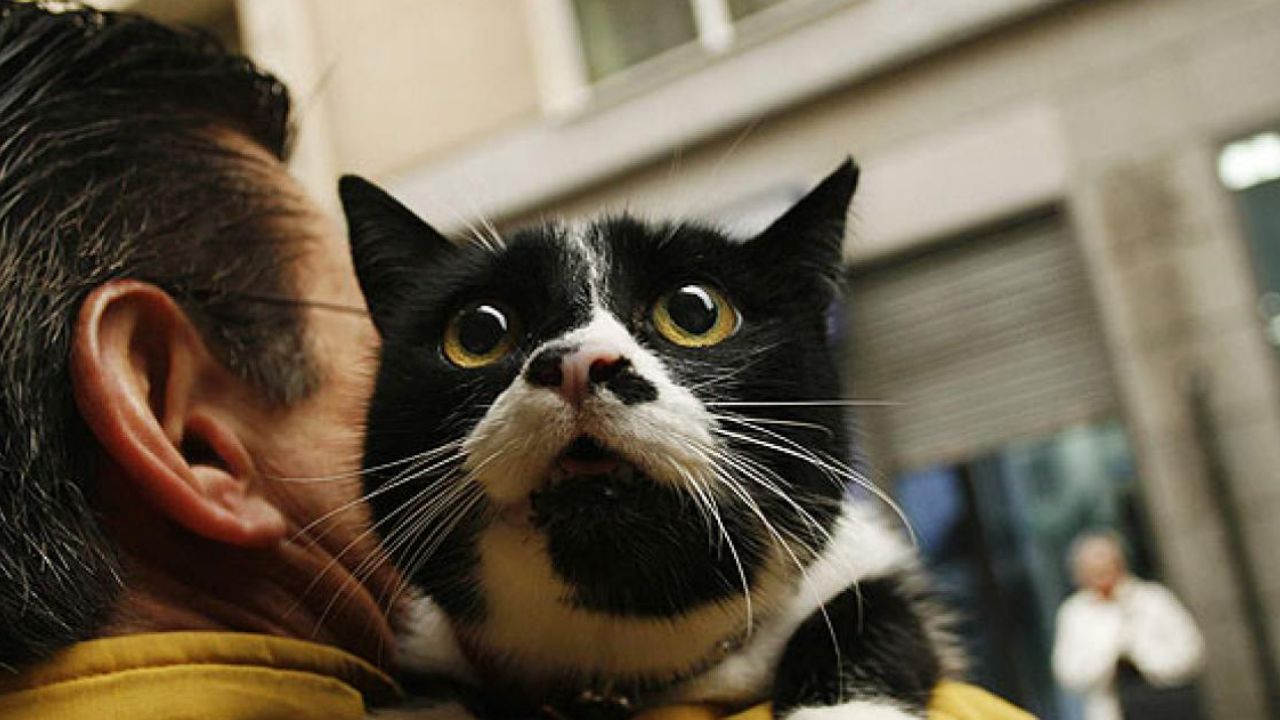 De manera increíble, un hombre infecta a su gato con coronavirus