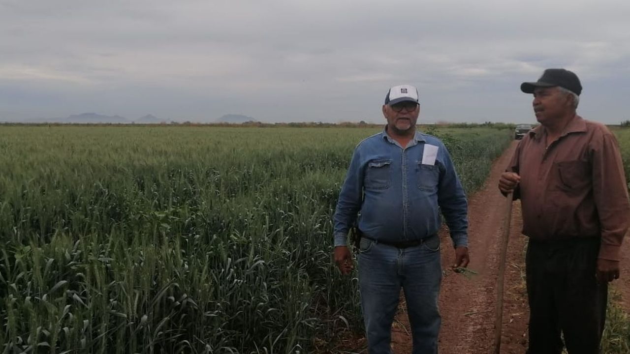 Productores de granos ven ‘claroscuros’ en el futuro de los granos en Sonora
