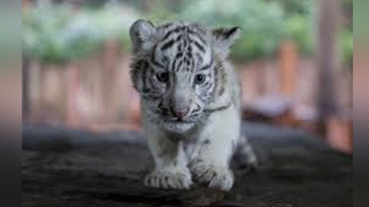 Tigre de bengala recién nacido en Veracruz es bautizado como Covid