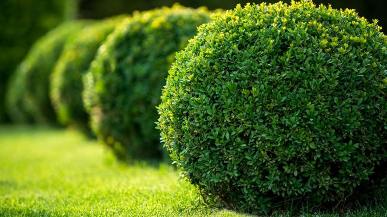 Hombre se viste de arbusto para no ser captado fuera de casa en la cuarentena