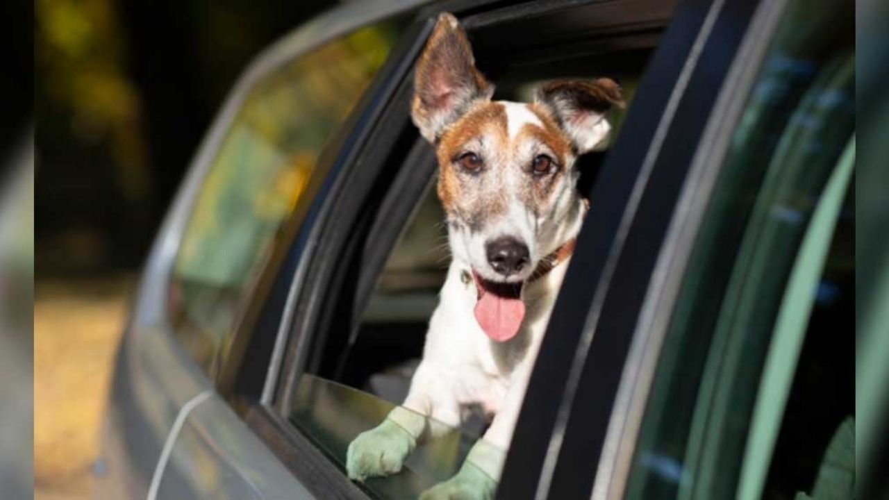 Perro causa persecución policial; su dueño le enseñaba a conducir y chocaron