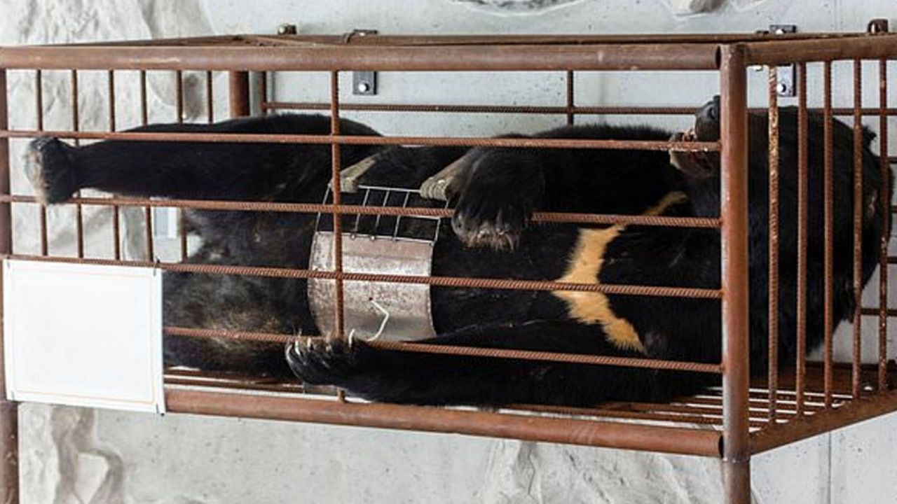 China aprueba medicina de bilis de oso contra Covid-19; así se los extraen