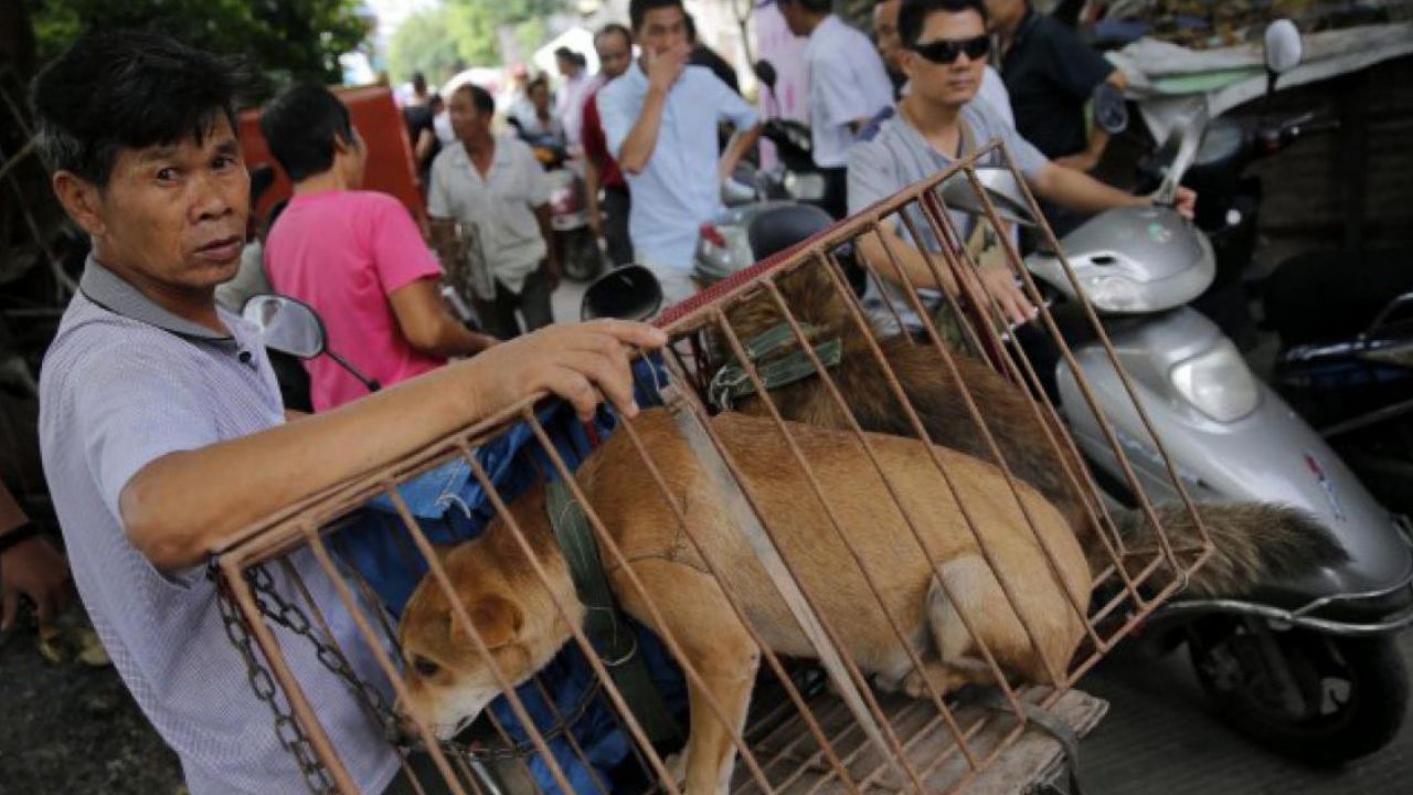 China prohíbe comercio de perros y gatos en medio del coronavirus