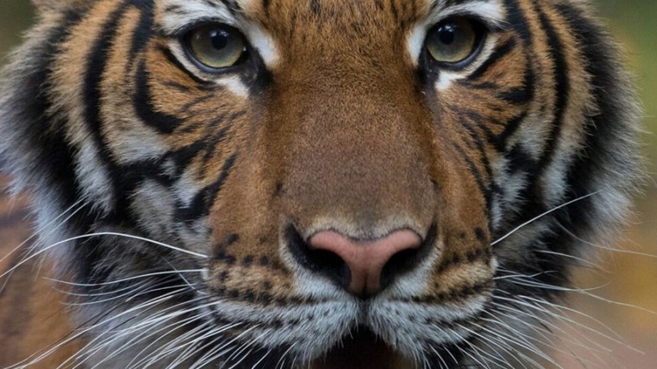 Cuidadores del zoológico en NY encuentran a tigresa portadora del Covid-19