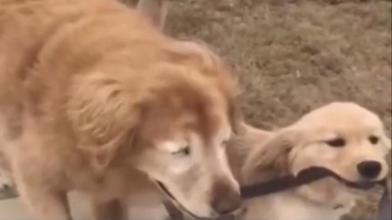 ¡Conmovedor! Cachorro se vuelve guía de perro tras quedar ciego por glaucoma