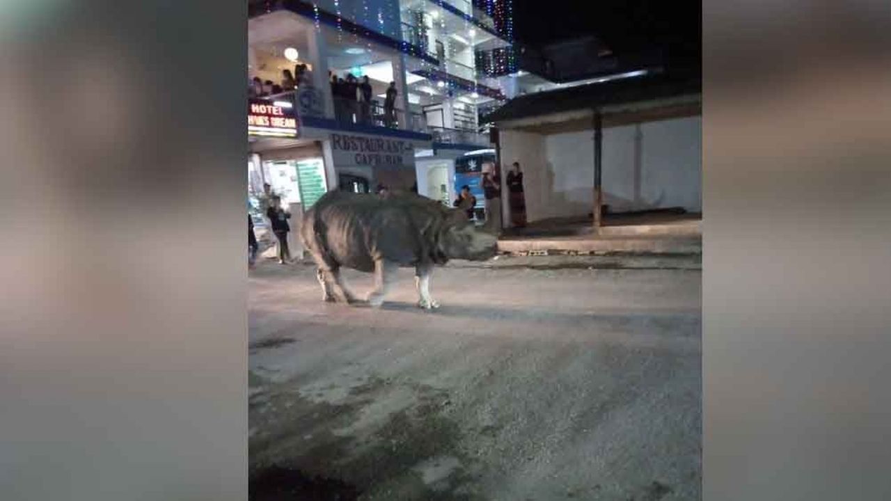 VIDEO: Por infringir cuarentena en Nepal, hombre es perseguido por rinoceronte