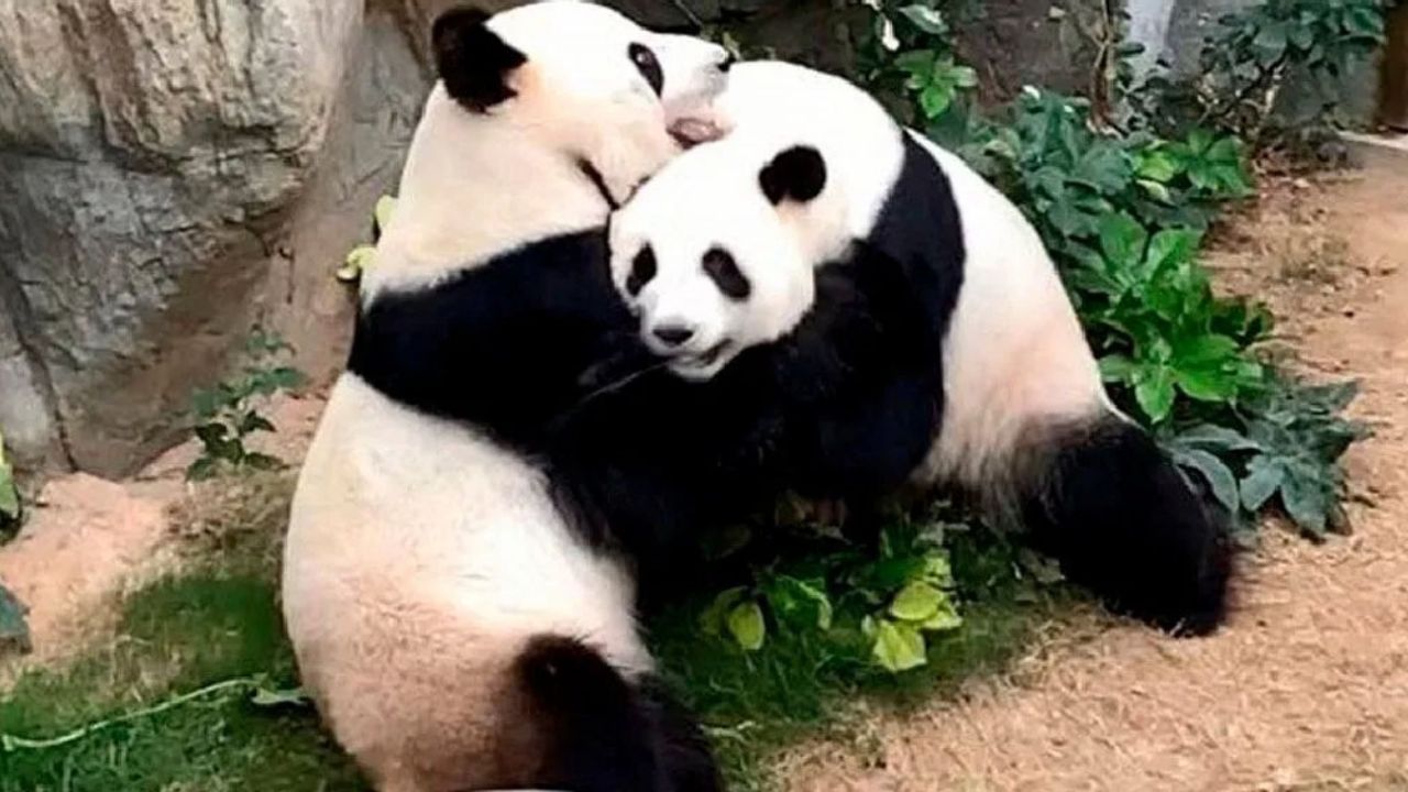 Pandas se aparean por primera vez en 10 años gracias a cuarentena por Covid-19