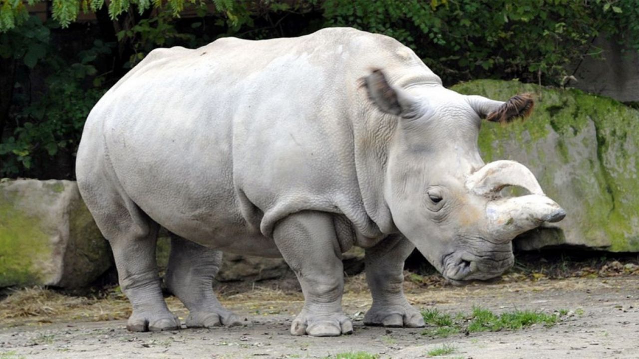 VIDEO VIRAL: Por no estar en cuarentena, joven es perseguido por un rinoceronte
