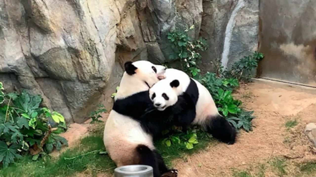 Lo que hace la cuarentena; pandas se aparean luego de 10 años de indiferencia