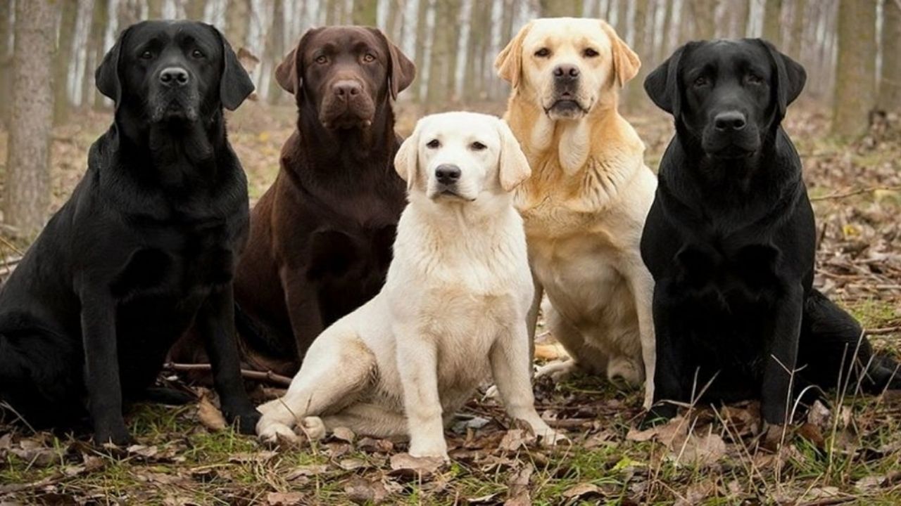 Entrenarán perros para detectar personas infectadas con coronavirus, aún sin síntomas
