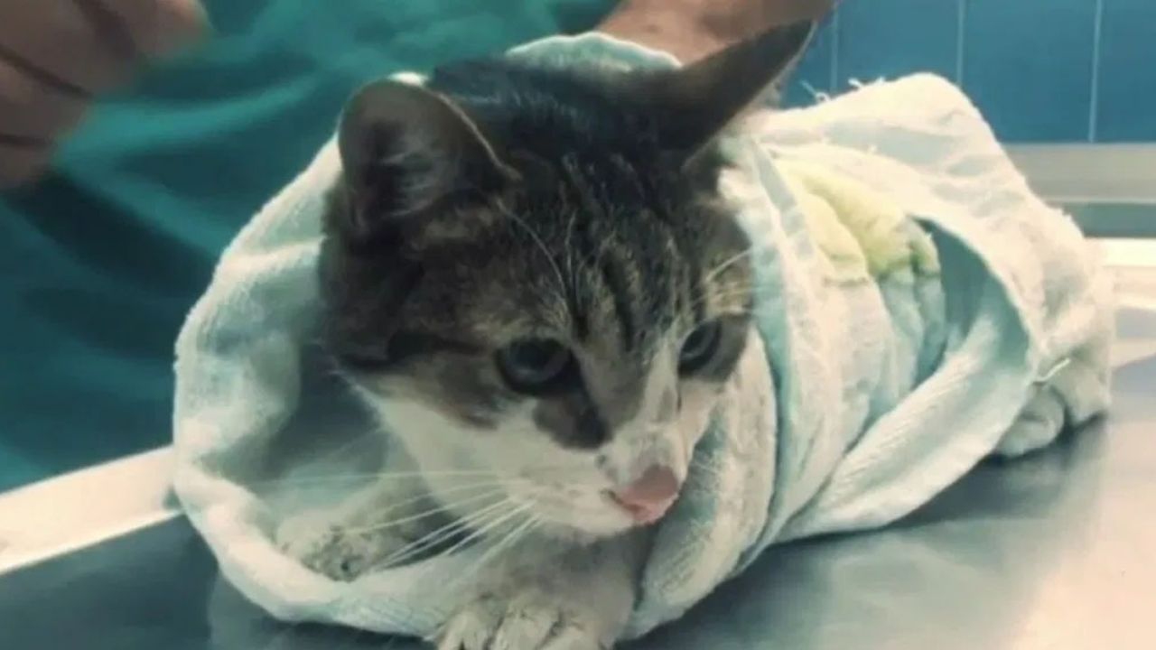 VIDEO: Rescatan a Bombón, una gatita atrapada 33 días en edificio de CDMX