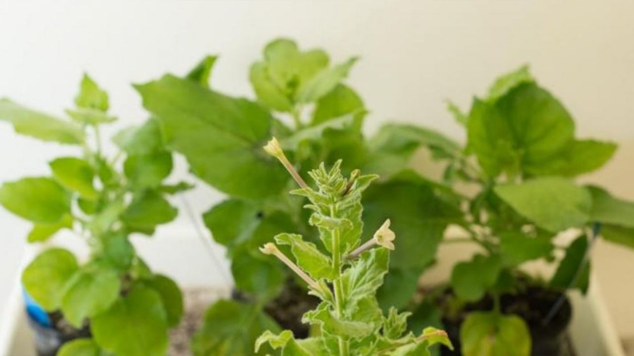 Podrían crear vacuna contra coronavirus con plantas de tabaco