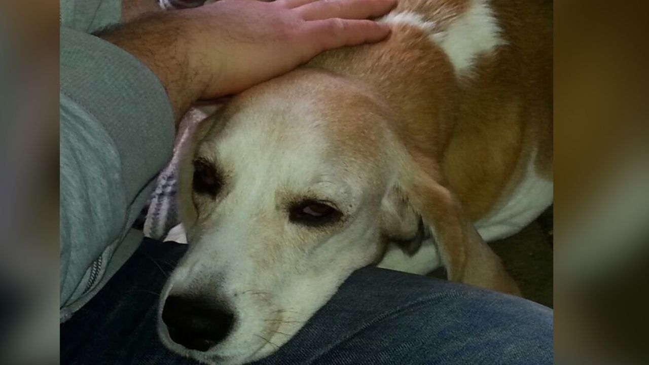 Hombre con Covid-19 llora por ir al hospital y tener que dejar solo a su perro