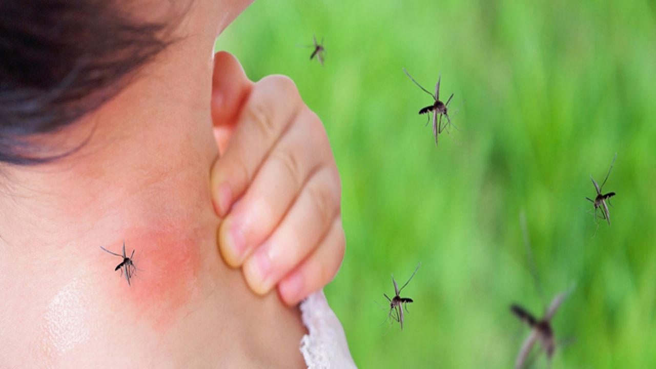 El dengue, otra epidemia en América: ¿Cuáles son los síntomas?