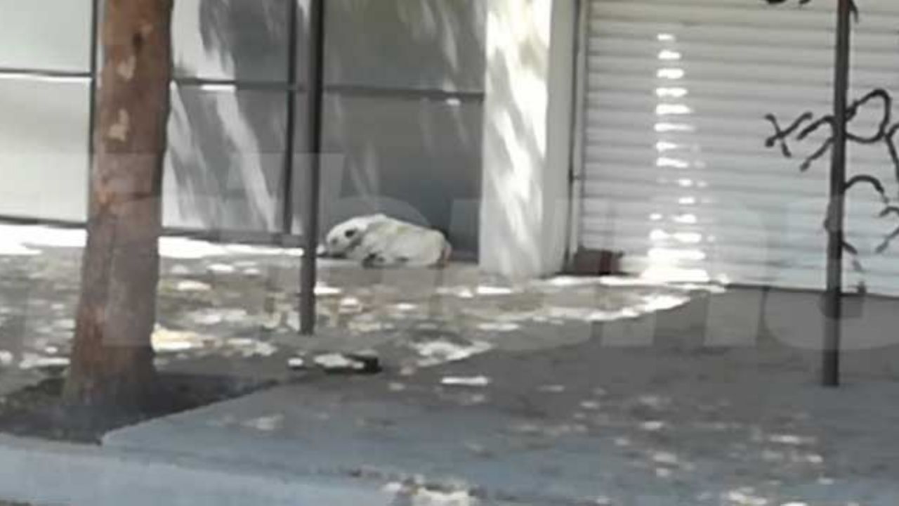 Cajeme: Mano mutilada y abandonada en la banqueta causa terror entre vecinos del sur