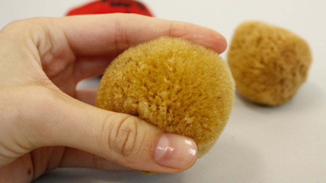 ¡Nueva alternativa! ¿Qué son y cómo usar las esponjas marinas menstruales?