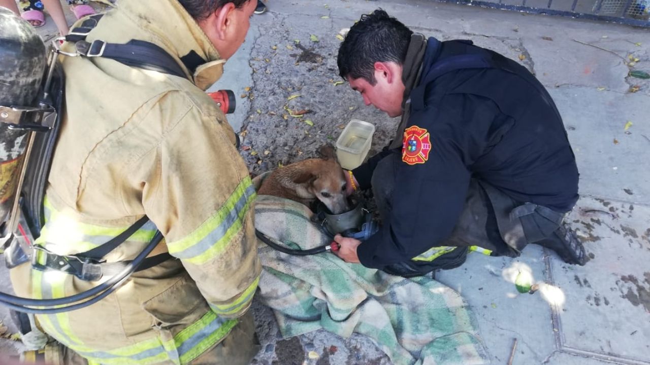 Bomberos de Cajeme salvan a perrito de las llamas del fuego