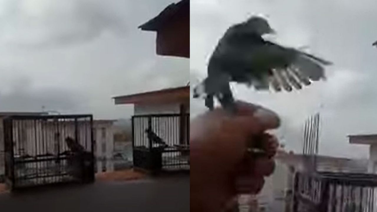 VIDEO: Dueño de aves ahora “entiende” el encierro, les pide perdón y las libera