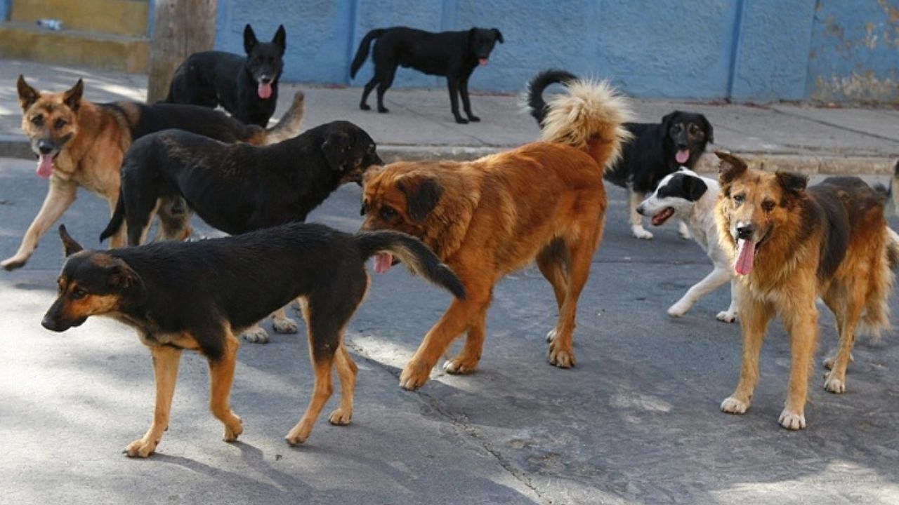 Perros callejeros ¿los culpables de desatar la pandemia del coronavirus?